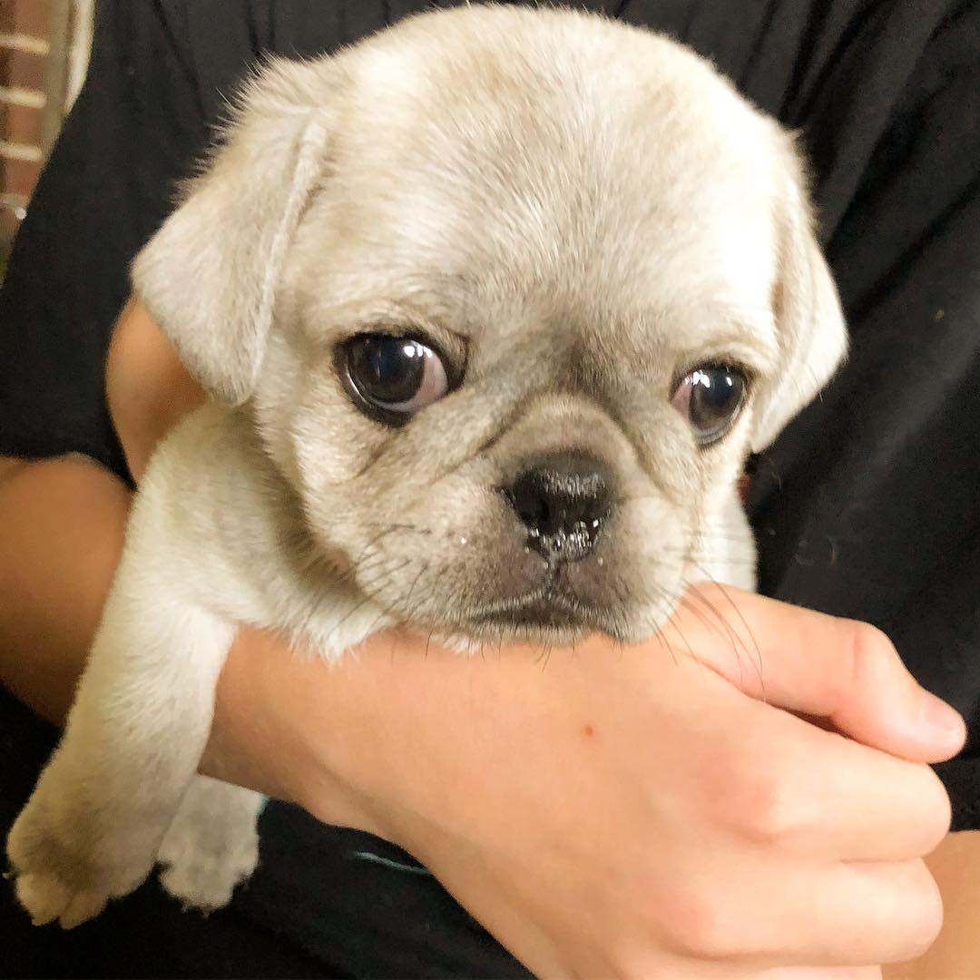 Mops